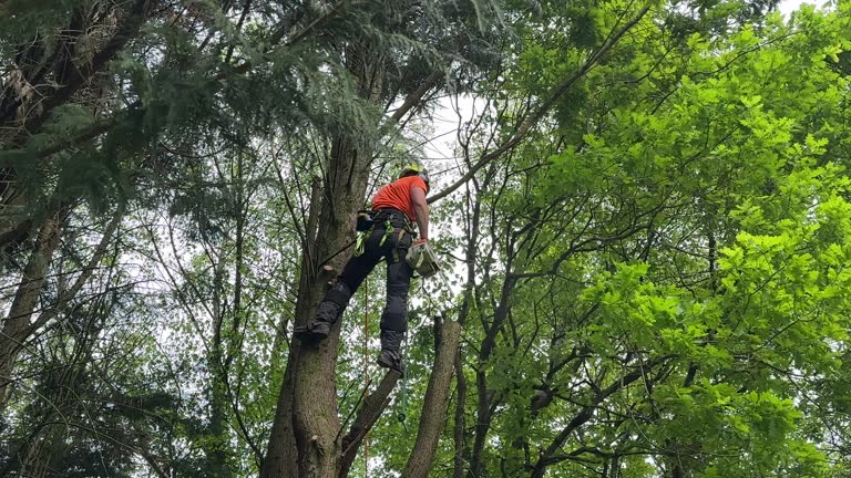 Best Tree Risk Assessment  in Barrington Hls, IL